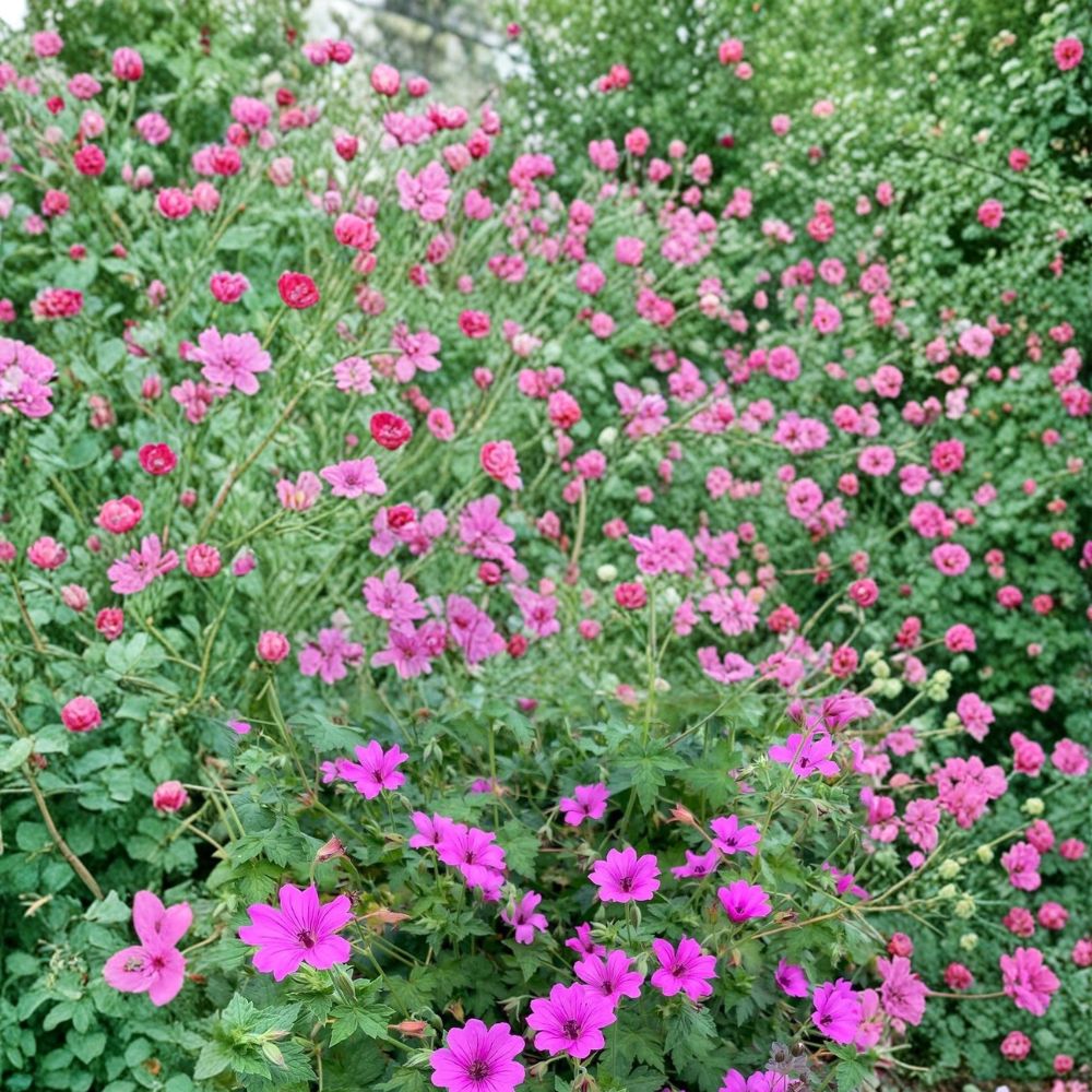 Elworthy Eyecatcher Geranium Seeds | 25+ Premium Pelargonium Flower Seeds | Vibrant Blooms for Containers & Gardens