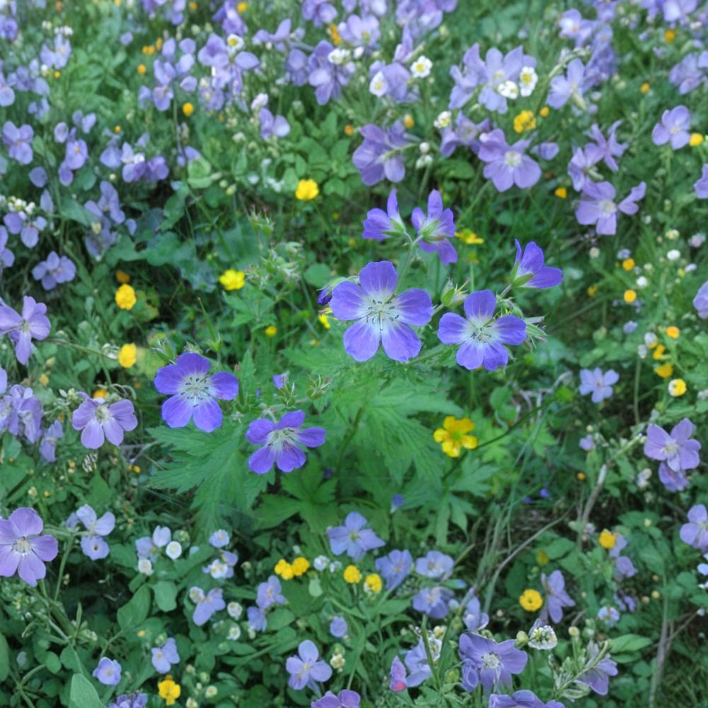 Geranium Seeds - Mixed Colors - Hardy Perennial Cranesbill Flowers - Geranium pratense - Butterfly Garden Pollinator Seeds