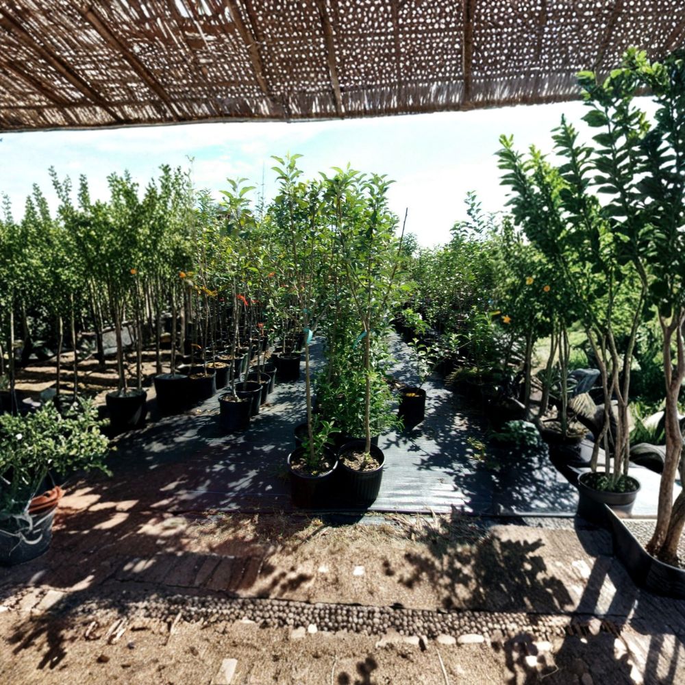 York Apple Tree - Live Fruit Tree - Sweet Juicy Apples - Malus domestica 'York' - Backyard Orchard Starter - Easy to Grow