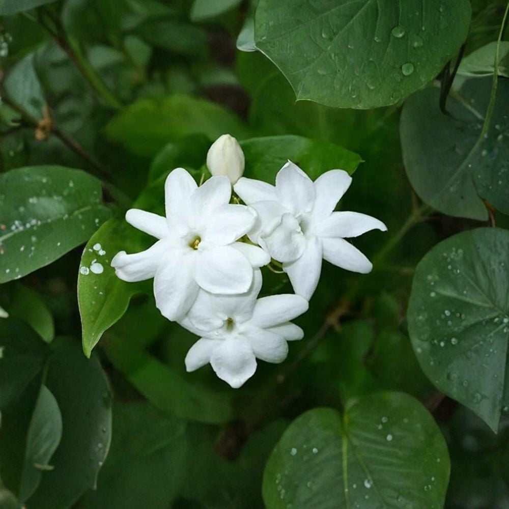 Maid of Orleans Jasmine Starter Plant | 2–8” Potted | Extremely Fragrant Arabian Jasmine | Jasminum sambac