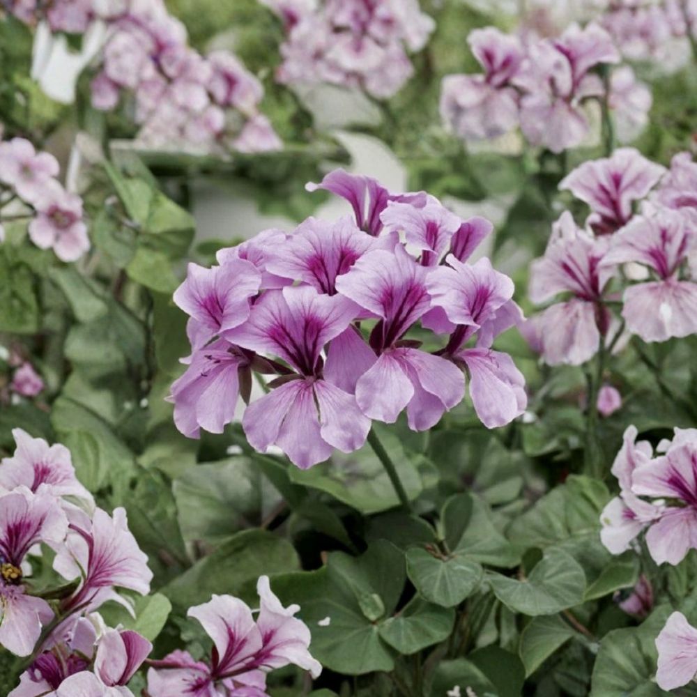 Tornado Lilac Geranium Seeds - 15 Film Coated Trailing Flower Seeds - Pelargonium peltatum - Heat Tolerant for Hanging Baskets