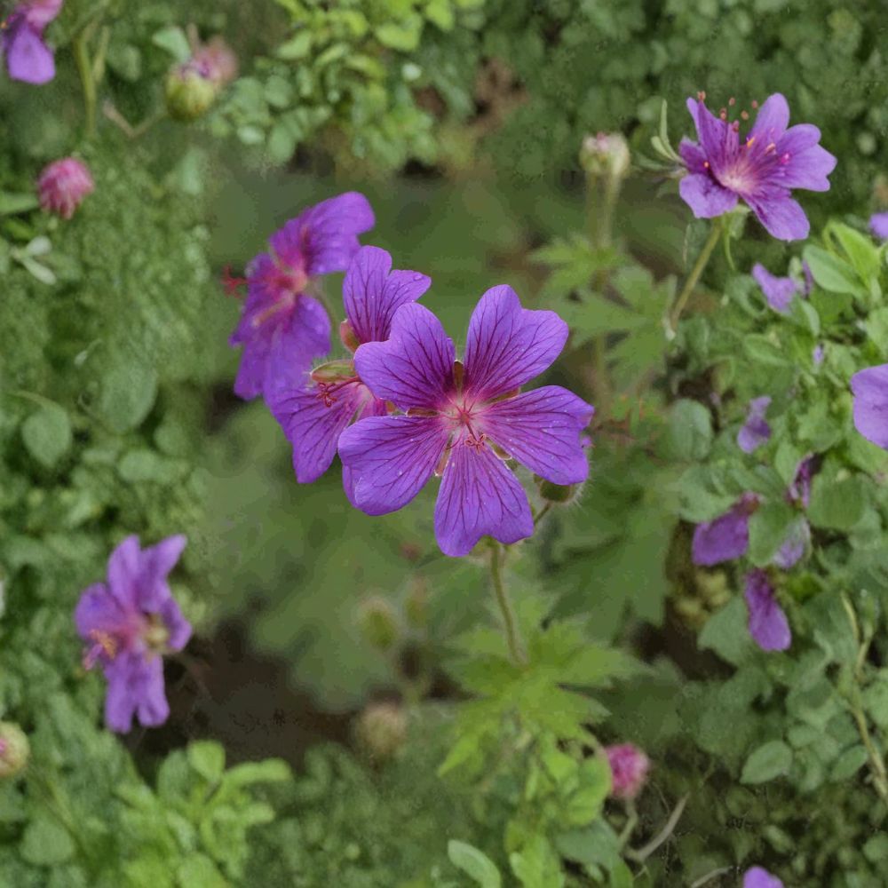 Geranium Seeds - 10+ Painter’s Palette Mix - Hardy Cranesbill Perennial - Geranium pratense - Pollinator-Friendly Flowers