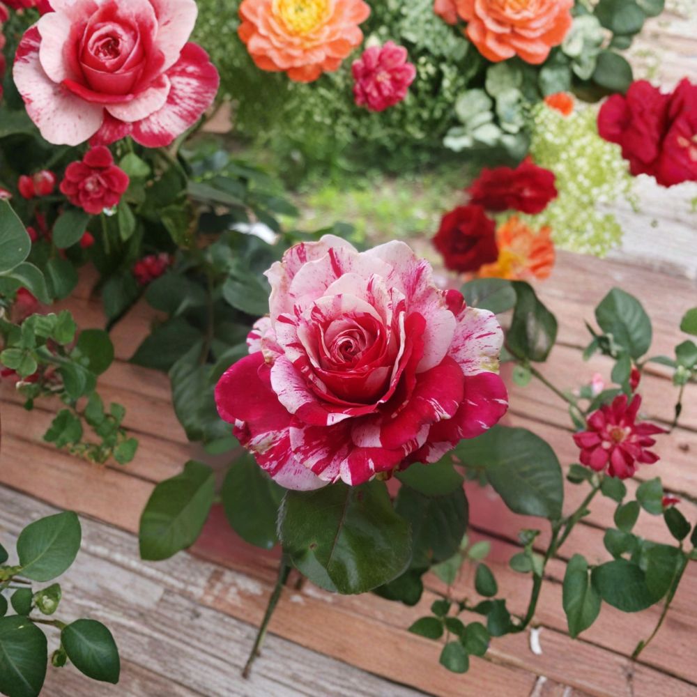 Scentimental Floribunda Rose Bush - 3 Gallon Live Plant with Fragrant Red & White Blooms - Rosa Floribunda 'Scentimental'