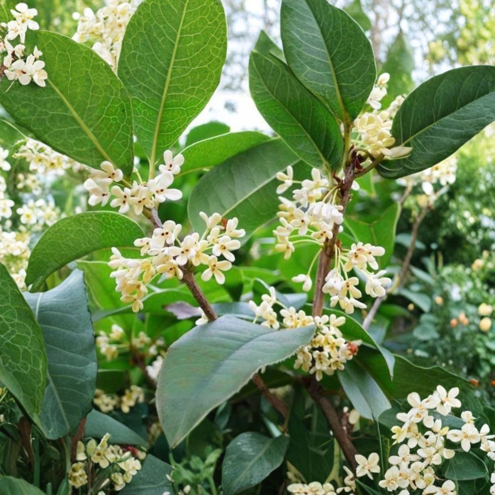 Sweet Osmanthus Tree 1 Gallon Fragrant Tea Olive Osmanthus fragrans ‘Semperflorens’ Year-Round Blooming Plant