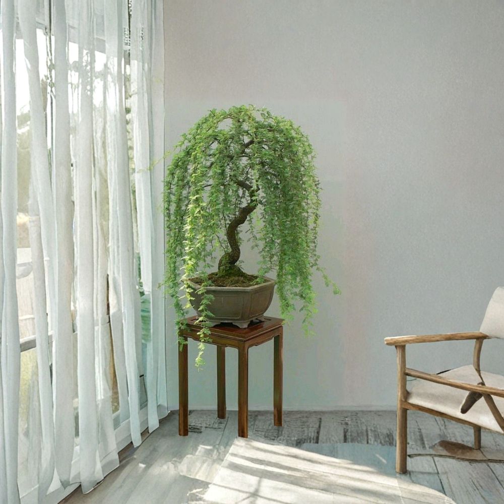 Christmas Cactus Starter Plant - Miss Shimano - Schlumbergera Truncata - Well-Rooted Indoor Cactus for Holiday Decor