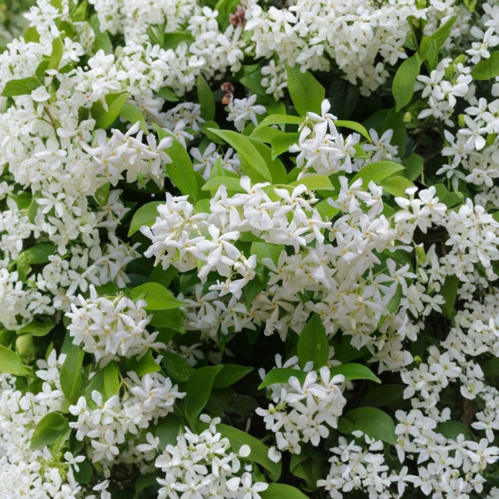 Green Confederate Star Jasmine Starter Plant | 4-6" Live Evergreen Climbing Vine | Fragrant Flowering | Trachelospermum jasminoides