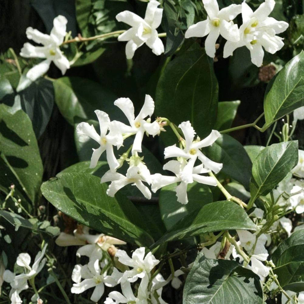Confederate Star Jasmine 2 Pack Live Plants | Fragrant Evergreen Climbing Vine | Trachelospermum jasminoides | 7 Inch Plug Size