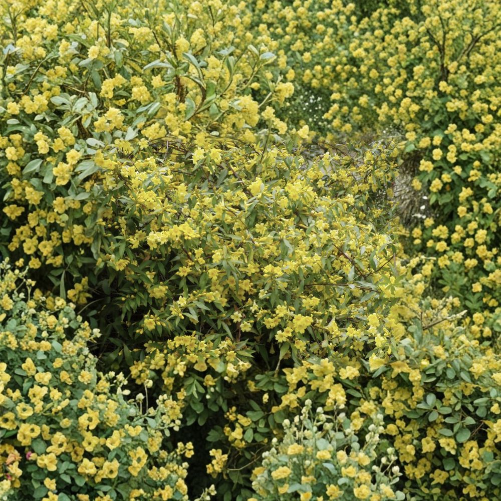 Carolina Jessamine Live Plants - 25 Fragrant Yellow Flowering Vines in 3.25" Pots - Gelsemium sempervirens - Hardy Evergreen