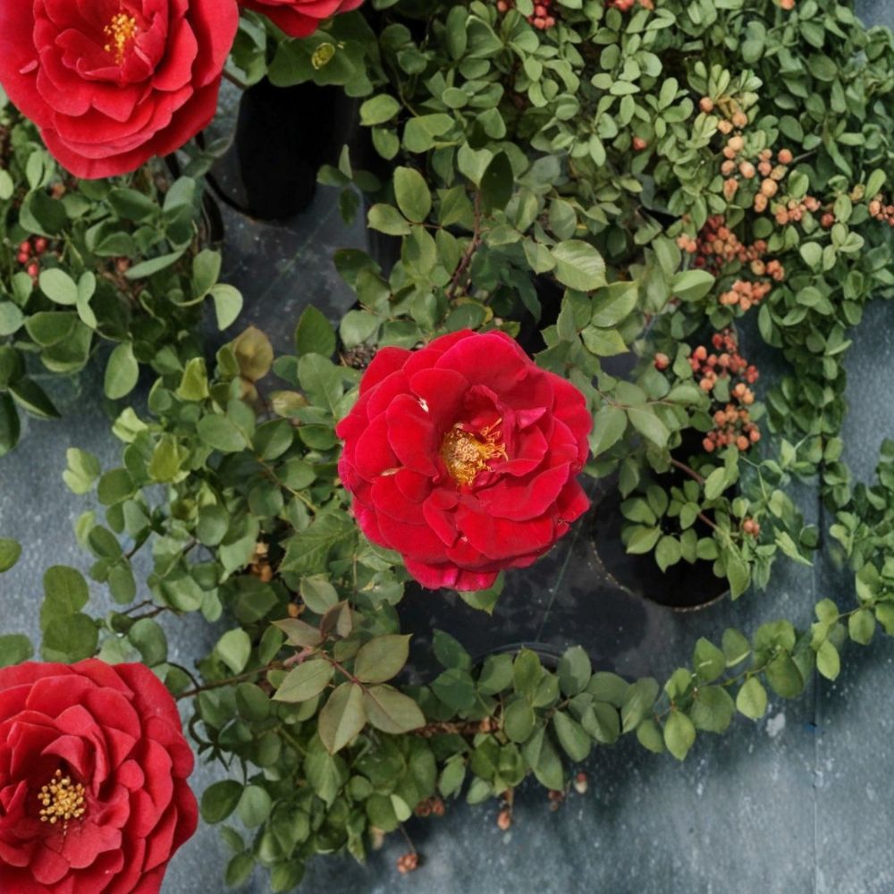 Mr. Lincoln Rose Bush | 2 Gallon Live Plant | Deep Red Fragrant Blooms | Rosa Hybrid Tea 'Mr. Lincoln'