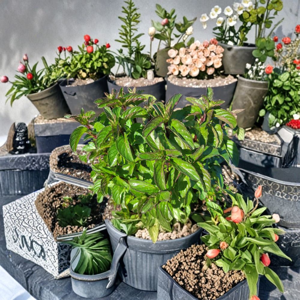 Basil Mint Cuttings - 6 Organic Unrooted Herb Cuttings for Propagation | Mentha x piperita | Aromatic Fragrant Herb Starter