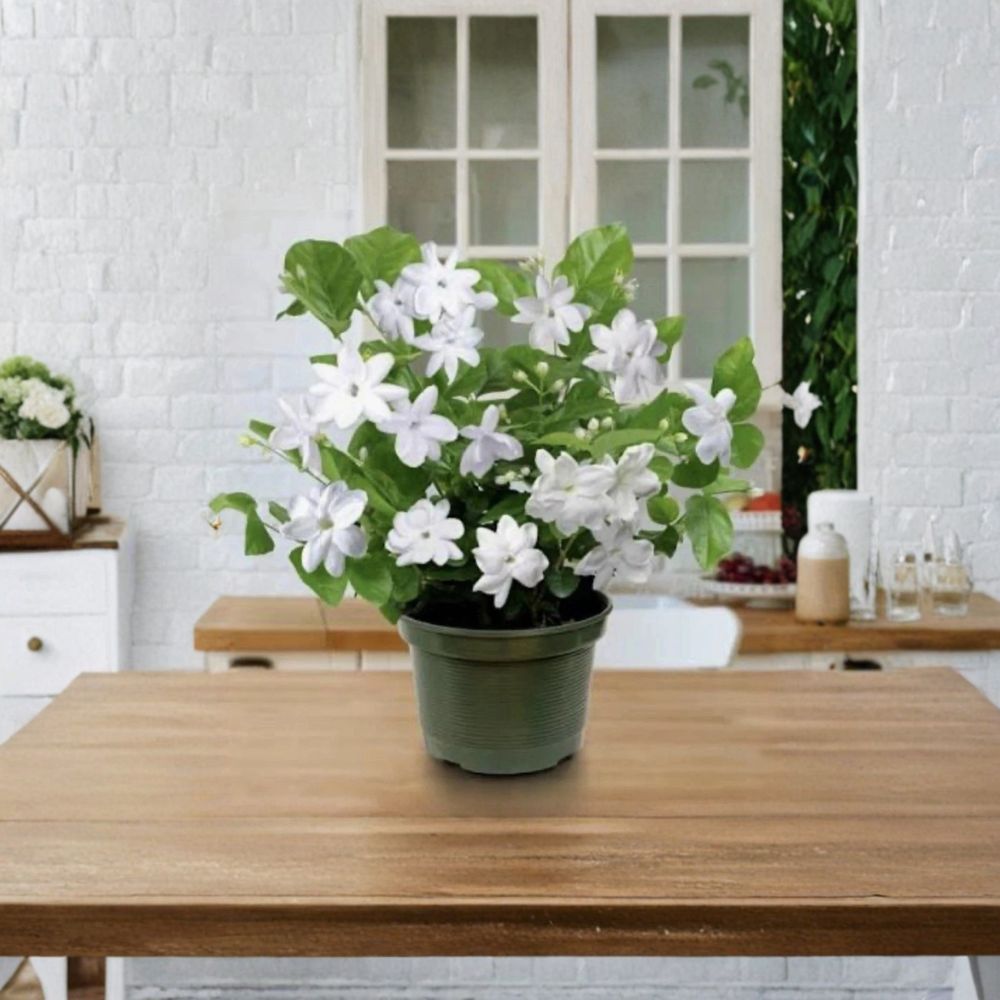 Arabian Jasmine Plant | 2–8 Inch Live Starter | Fragrant White Blooms | Jasminum sambac | Indoor & Outdoor Potted Jasmine