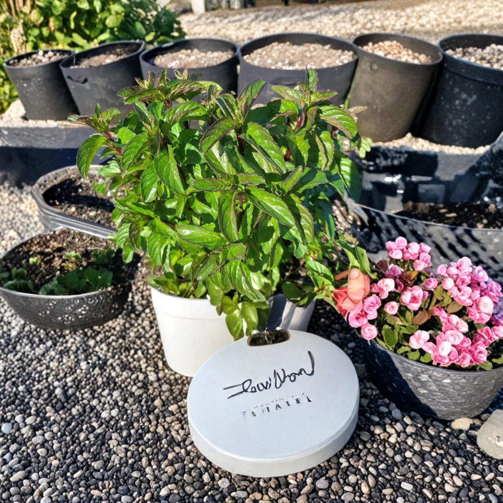 Basil Mint Cuttings - 12 Organic Unrooted Cuttings for Propagation - Mentha x piperita - Fragrant Herb Starter for Garden