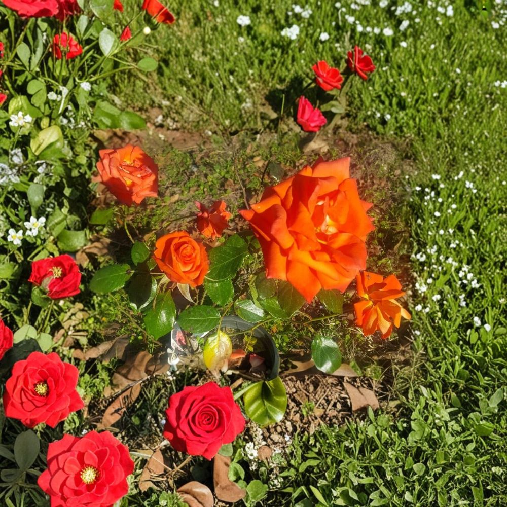 Marina Floribunda Rose Bush | 3 Gallon Salmon Orange Blooms | Rosa Hybrid | Everblooming Two-Year-Old Live Plant