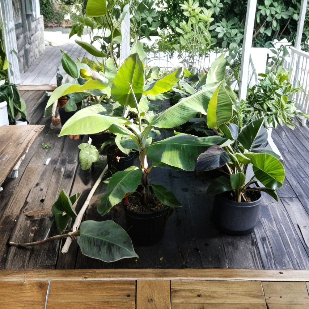 Green Banana Tree - 5 Gallon Live Plant - Musa paradisiaca - Fast Growing Tropical Fruit - Produces Sweet Bananas for Gardens