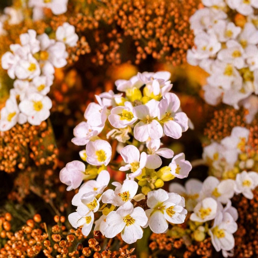 Rock Jasmine Seeds | 20 Seeds | Androsace albana | Alpine Ground Cover Flower | Cold Hardy Perennial for Rock Gardens