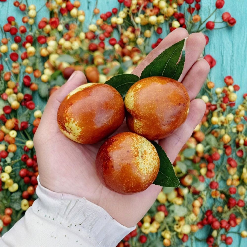 Shanxi Li Giant Jujube Tree - Bare Root - Ziziphus jujuba - Large Chinese Date - Sweet Apple Flavor - Self-Fertile