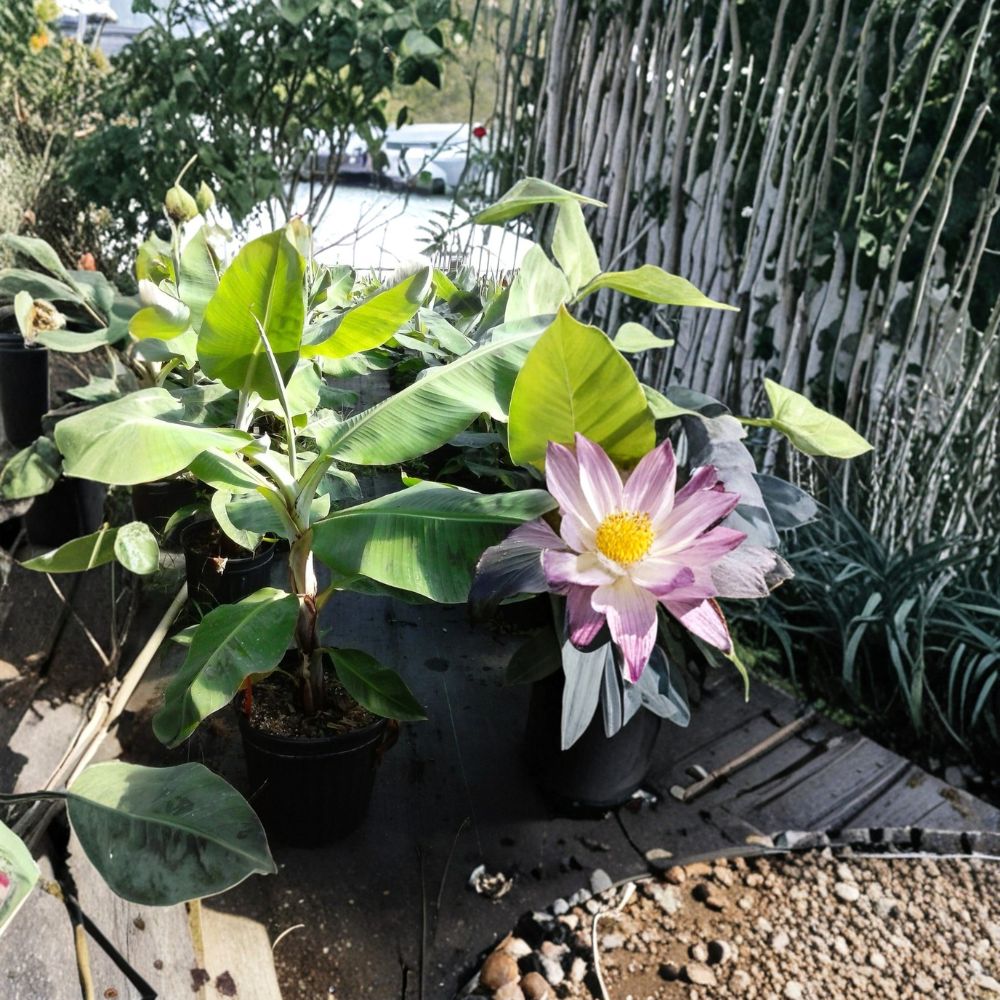 Green Banana Tree Plant | 5 Gallon | Musa paradisiaca | Fast Growing Tropical Fruit Plant | Edible Landscape Favorite