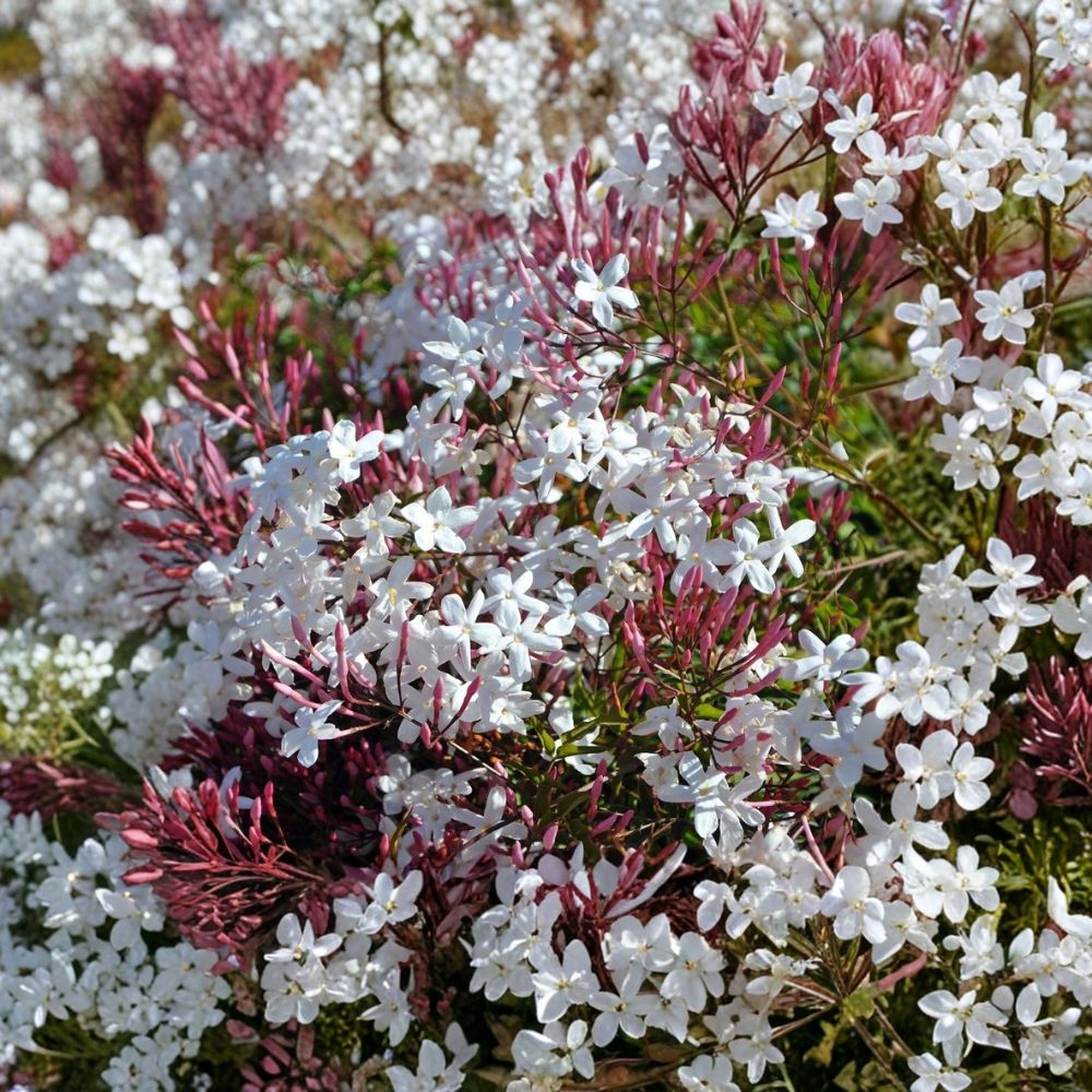 Pink Jasmine Cuttings – 10 Pack | Jasminum polyanthum | Fresh 10–15 Inch Fragrant Climbing Vine for Easy Propagation