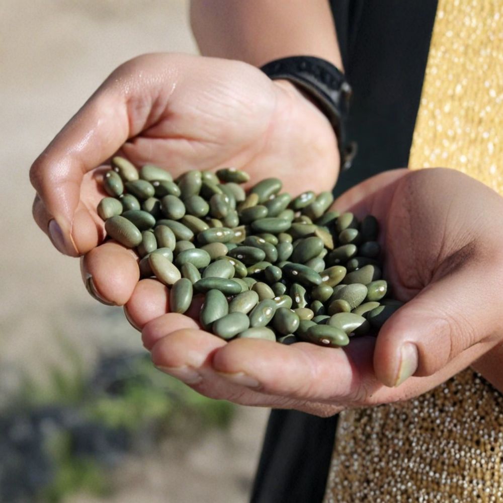 Mbombo Heirloom Bean Seeds | 25 Organic Kenyan Pole Beans | Emerald Green Dry Beans | Phaseolus vulgaris | Heat & Drought Tolerant