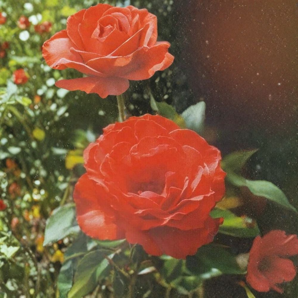 Impatient Floribunda Rose Bush | 3 Gallon | Orange Red Blooms | Rosa Floribunda 'Impatient' | One-Year-Old Live Plant