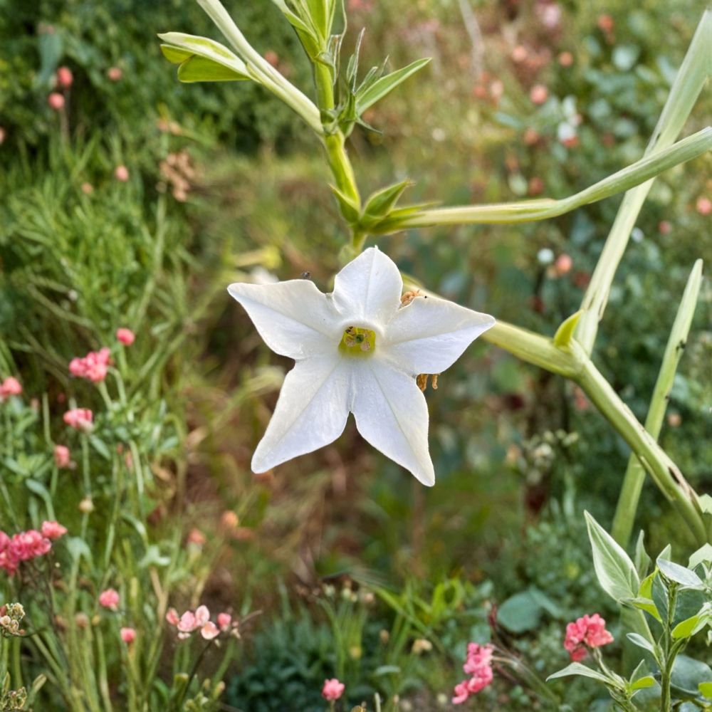 Nicotiana alata Seeds - 500+ Organic Jasmine Tobacco - Night Fragrant Flowers for Moon Garden - Easy to Grow Annual Seeds