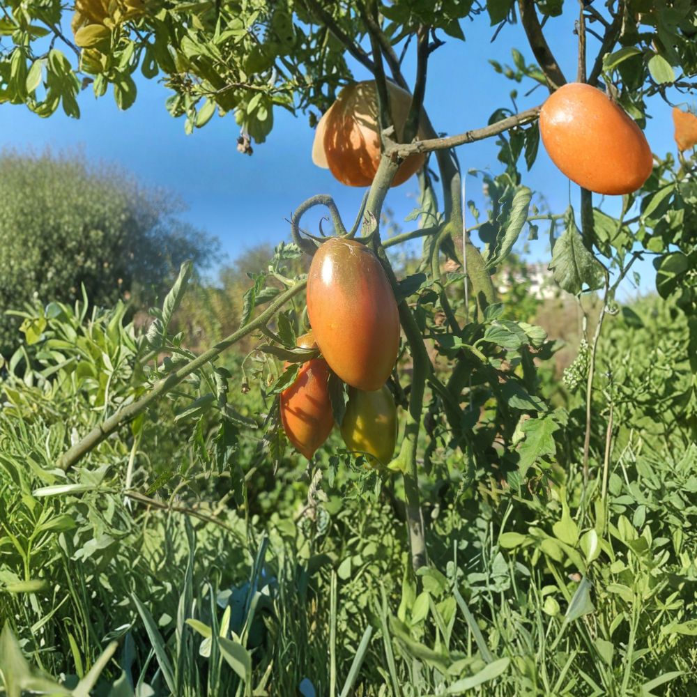Ukrainian Purple Tomato Seeds - 50 Organic Non-GMO Heirloom Seeds, Solanum lycopersicum, Dark Plum Paste Tomato