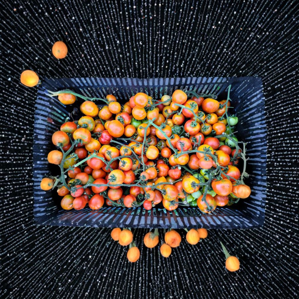 Giallorosso di Crispiano Tomato Seeds | 50 Organic Non-GMO Heirloom Seeds | Rare Italian Keeper Tomato | Solanum lycopersicum