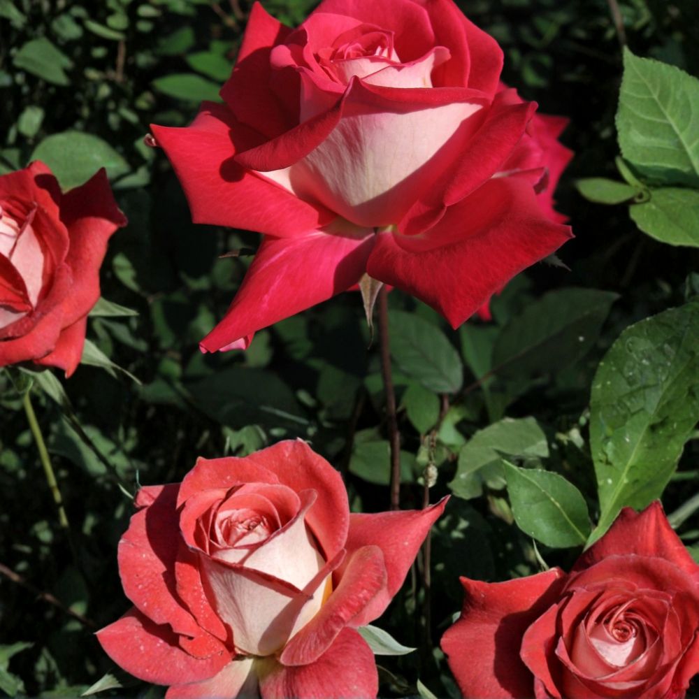 LOVE Grandiflora Rose Bush - 3 Gallon Ruby Red & White Blooms - Fragrant Rosa Hybrid Plant - Two-Year-Old Field Grown