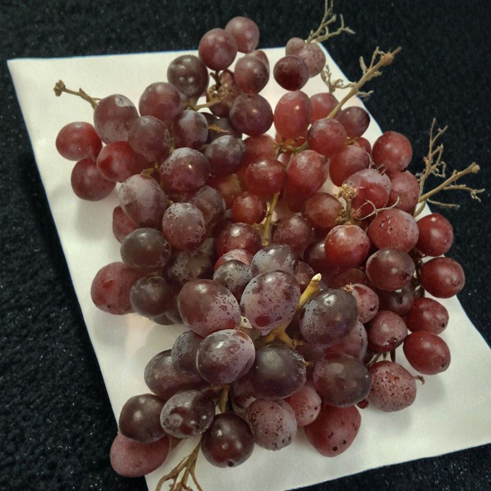 Vanessa Red Seedless Grape Vine | 2 Gallon Live Plant | Vitis vinifera | Self-Fertile Sweet Grapes | Easy to Grow Garden Favorite