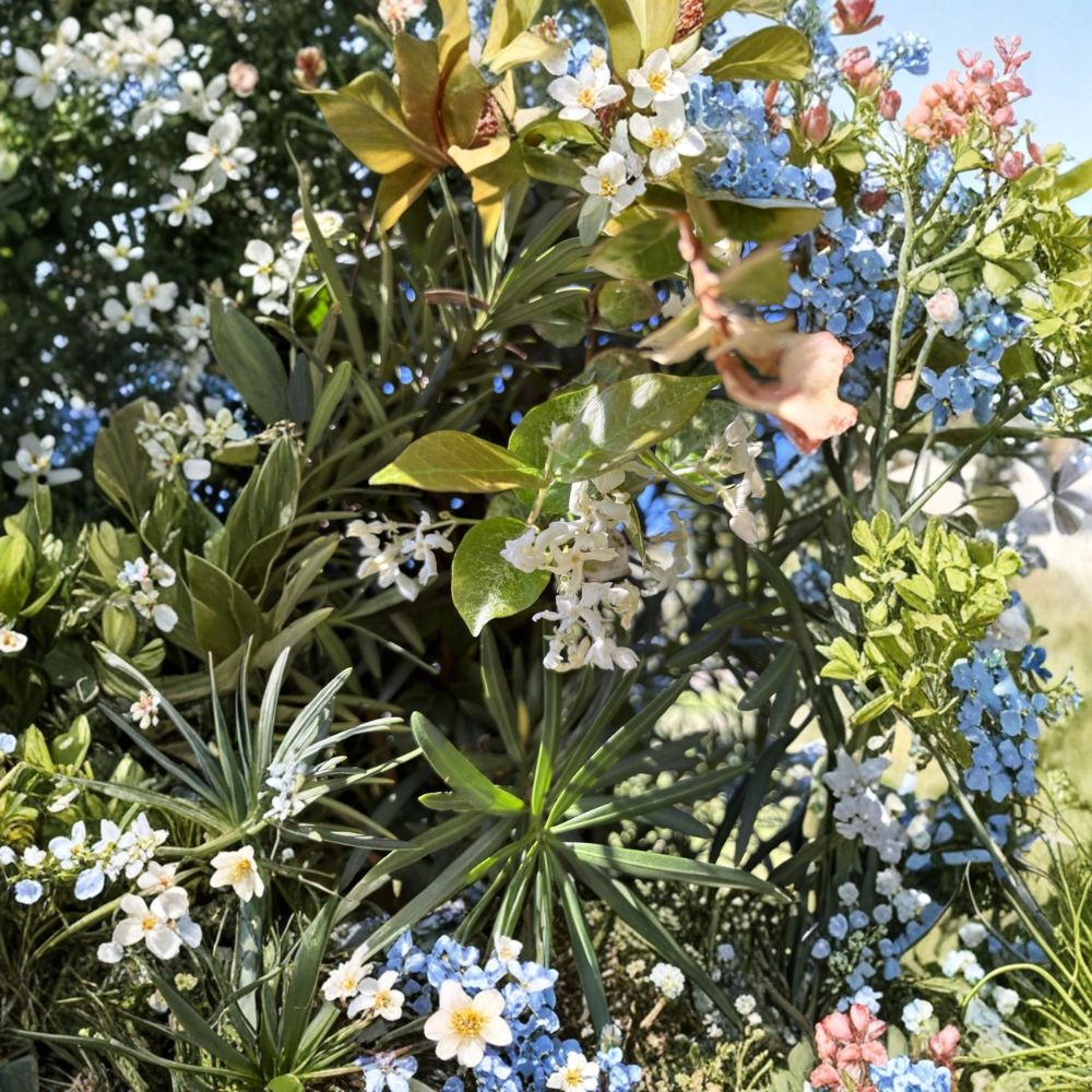 Snow N Summer™ Asian Jasmine 2 Pack Live Plants 2 Quart Variegated Evergreen Groundcover Vine Trachelospermum asiaticum