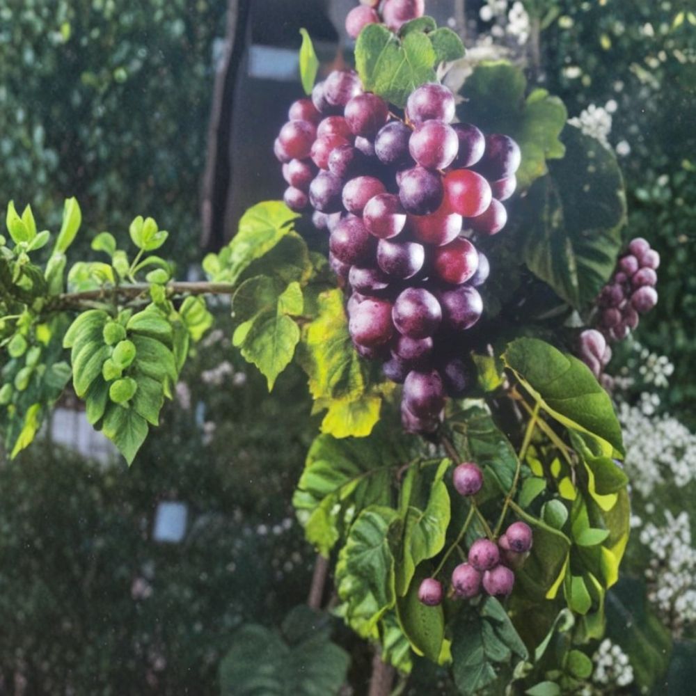 Black Cowart Muscadine Grape Vine 3 Gallon | Self-Fertile Sweet Grapes | Vitis rotundifolia | Ideal for Home Gardens