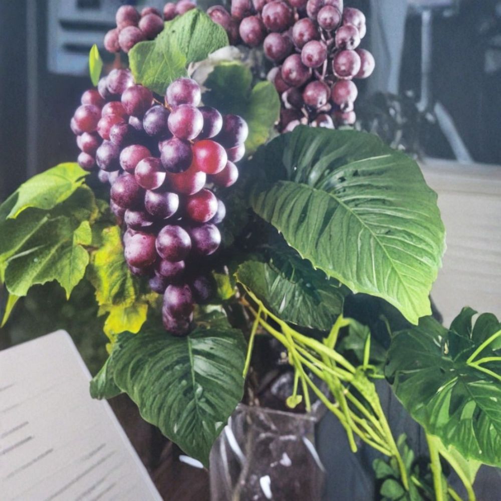 Black Hunt Muscadine Grape Vine 3 Gallon Live Plant | Vitis rotundifolia | Female Fruiting Variety | Sweet Dark Grapes