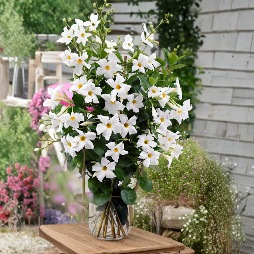 White Mandevilla Plants - 2 Live Tropical Climbing Vines - Dipladenia - 4–6" Tall - Flowering Starter Plants - No Pot