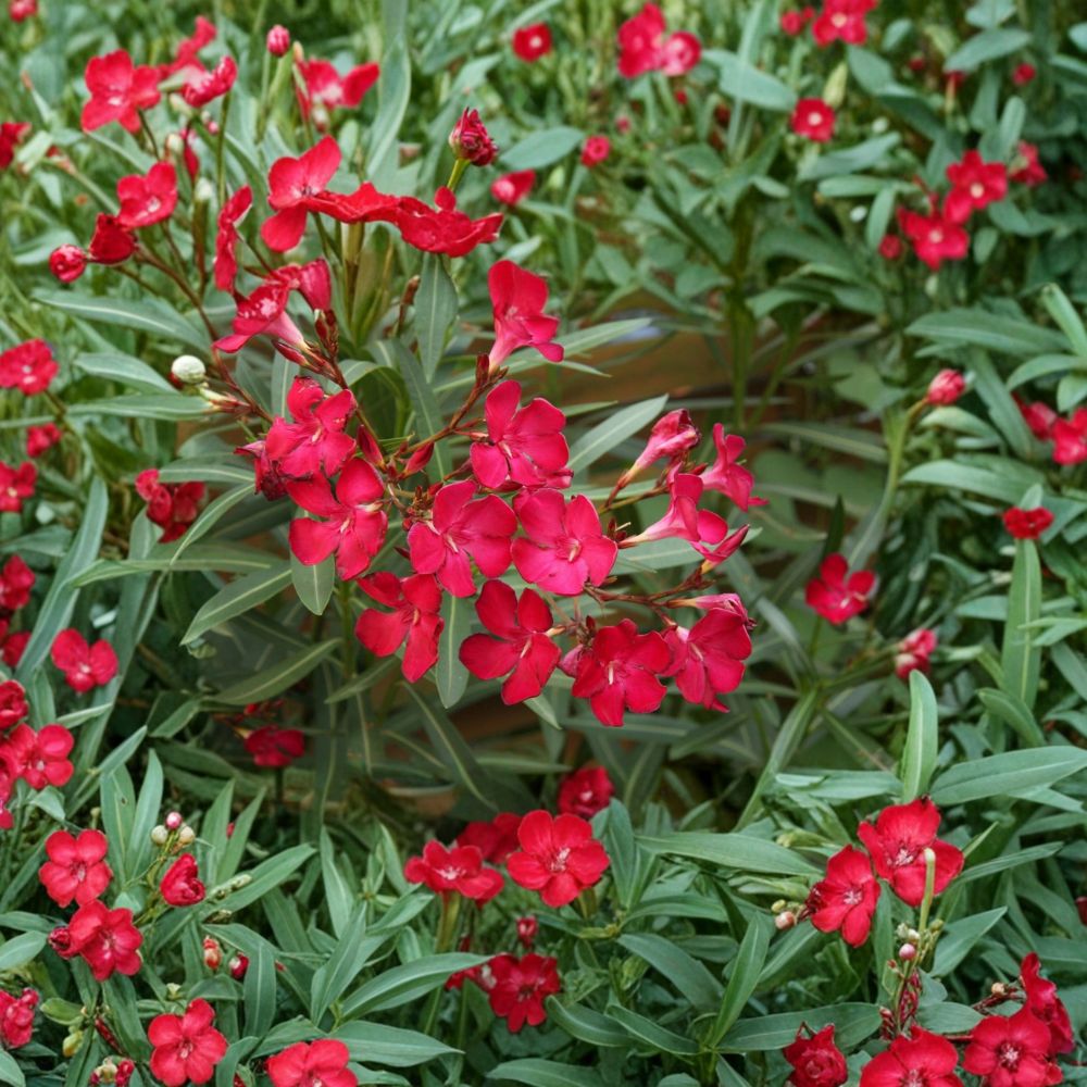 Red Oleander Live Plant | 3 Gallon | Red Flowering Shrub | Nerium oleander | Easy to Grow | Sun Loving Garden Favorite