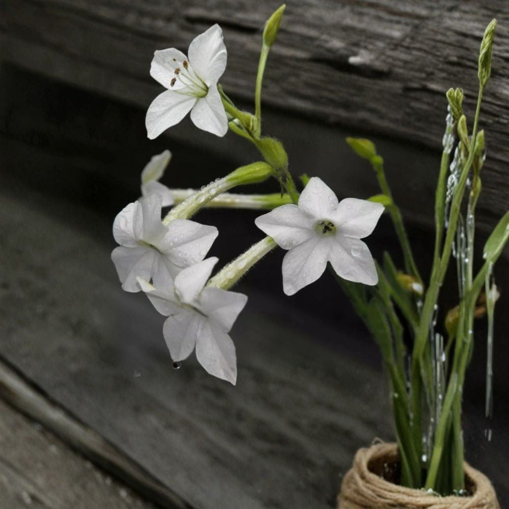 Nicotiana Alata Seeds - 200+ Jasmine Tobacco - Night Scented Flowers - Fragrant Garden Plant for Moon Gardens - Easy to Grow