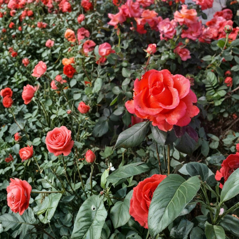 Ring of Fire Hybrid Tea Rose | 3 Gallon Live Plant | Fiery Multi-Color Blooms | Rosa Hybrid Tea 'Ring of Fire'