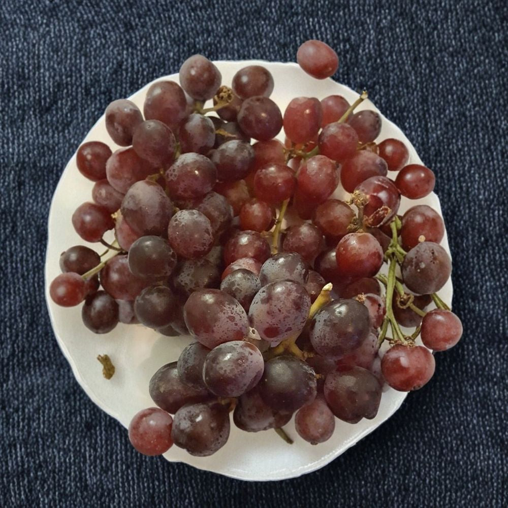 Red Globe Grape Vine - 2 Gallon Live Plant - Self-Fertile Vitis vinifera - Fresh Eating, Juice, Wine - Easy to Grow