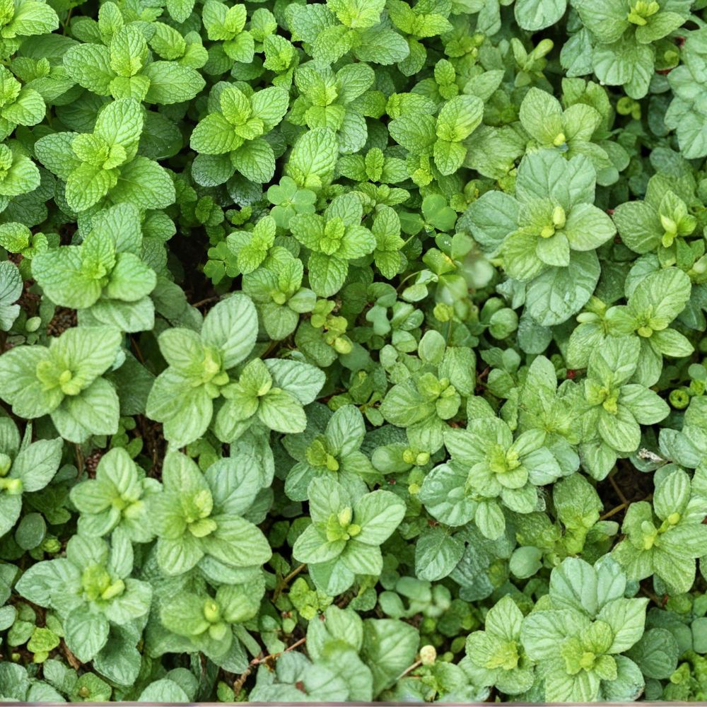 Spearmint Mint Cuttings - 12 Organic Unrooted Cuttings for Propagation - Mentha spicata Culinary Herb Starter