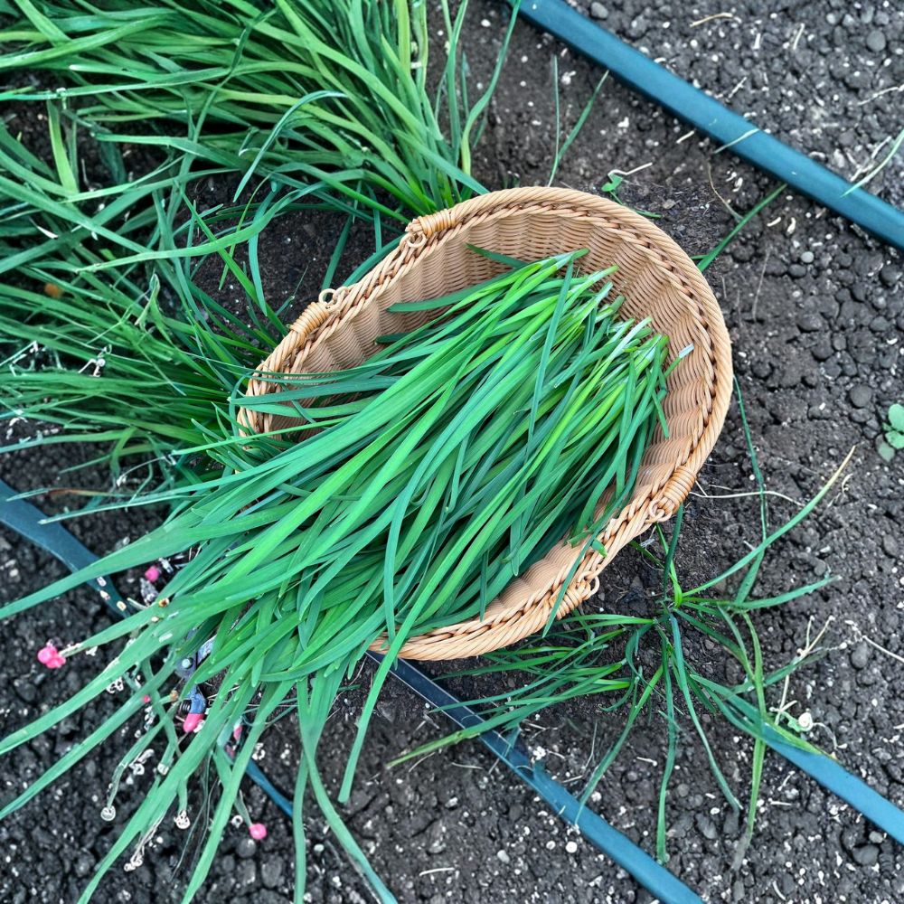 Garlic Chives Plants 40 Count Bare Root Allium tuberosum Chinese Chives Edible Herb Garden Starter Plants