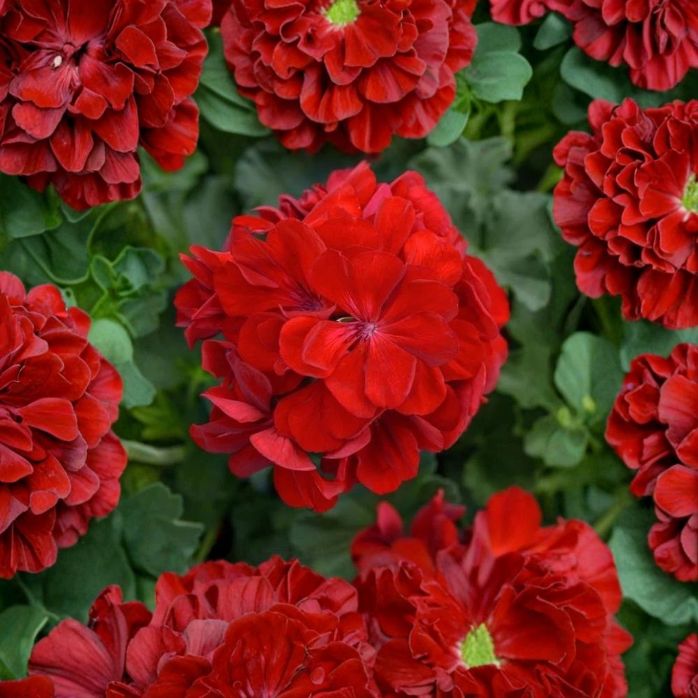 Red Geranium Cuttings – 5 Unrooted Live Plant Cuttings | Pelargonium × hortorum | Easy Propagation for Garden & Patio