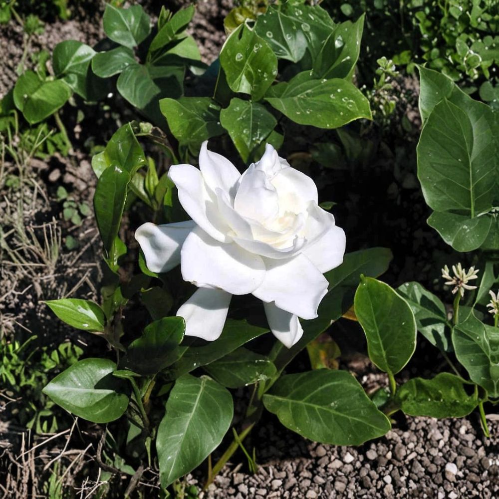 Gardenia Live Plants - 2 Heirloom Cape Jasmine Bushes - Fragrant White Flowers - Gardenia jasminoides - Bare Root Starter Shrubs