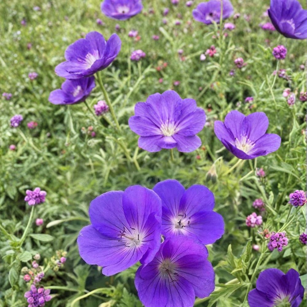 Orion Geranium Seeds - 25+ Pelargonium Flower Seeds for Colorful Garden Blooms, Easy to Grow Annuals, Vibrant Outdoor Flowers