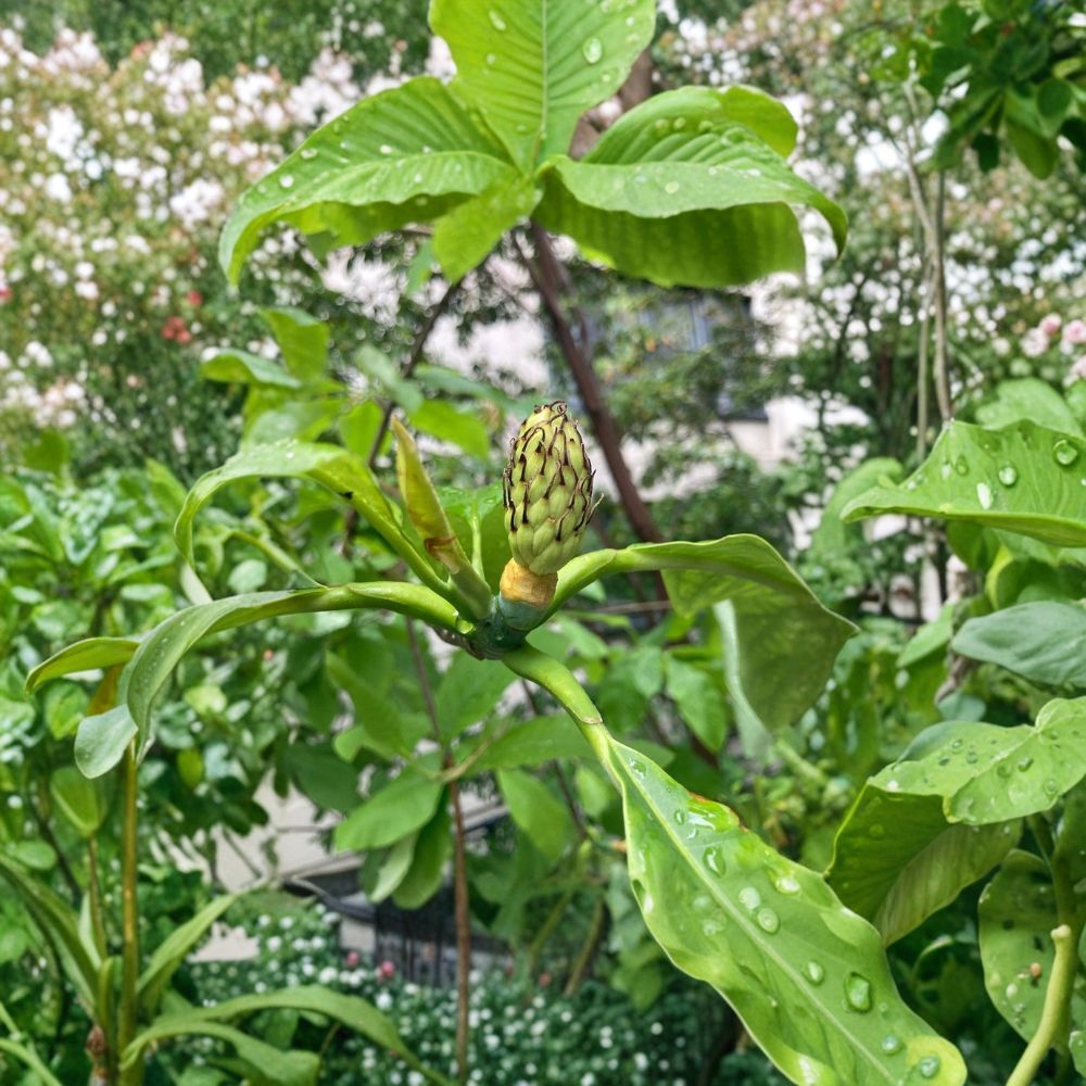 Bigleaf Magnolia Tree Live Plant 12-30 Inch Ornamental Flowering Tree Magnolia macrophylla for Outdoor Garden