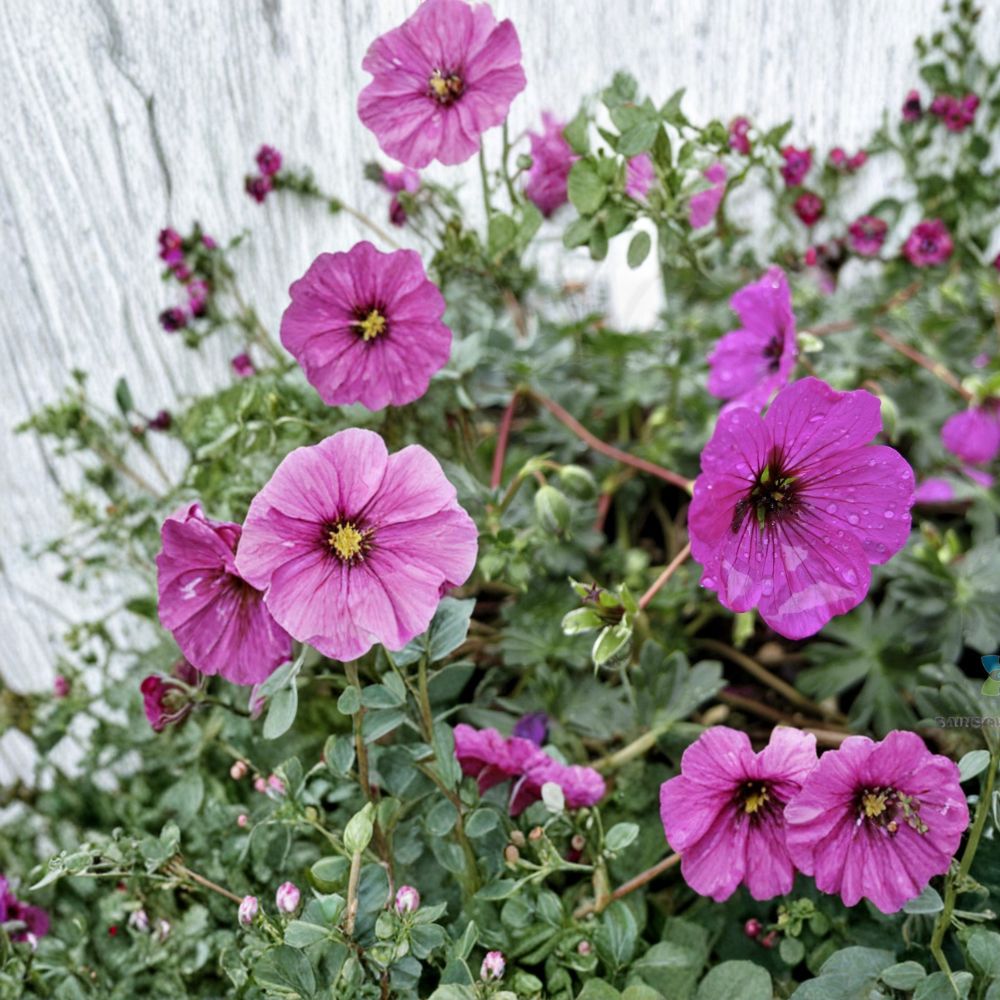 Geranium Seeds - 25+ Hardy Subcaulescens Flower Seeds - Vibrant Magenta Blooms - Geranium subcaulescens - Easy to Grow
