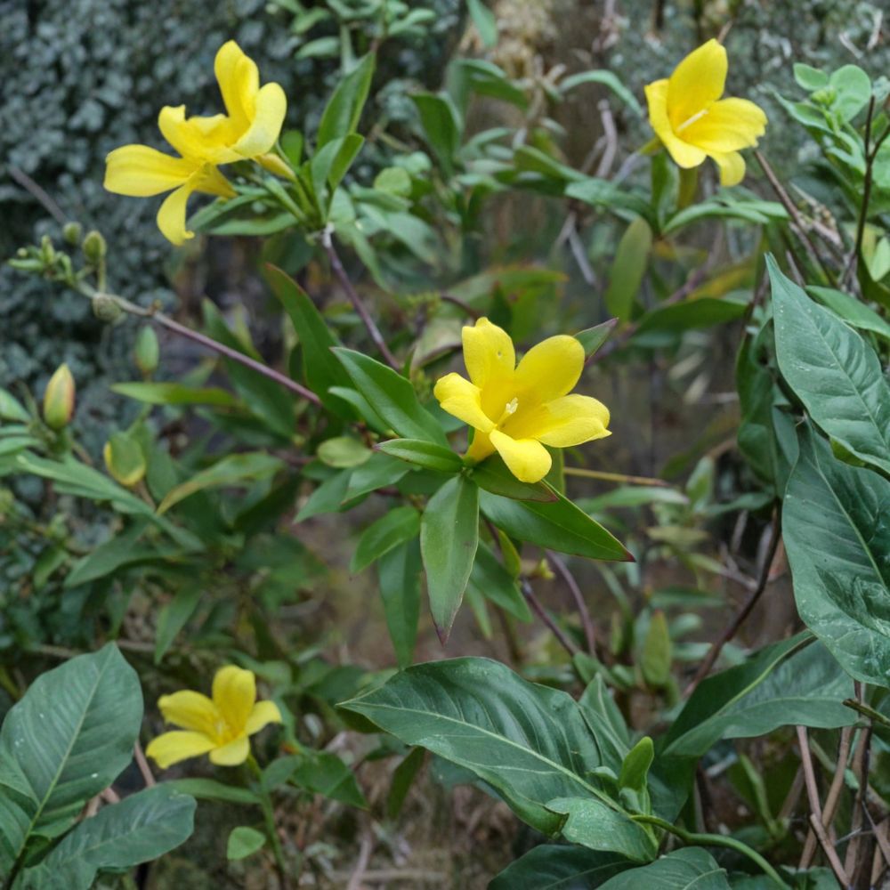 Yellow Jasmine Seeds - 25 Count - Gelsemium sempervirens - Carolina Jessamine Vine - Fragrant Winter Bloomer - Native Plant