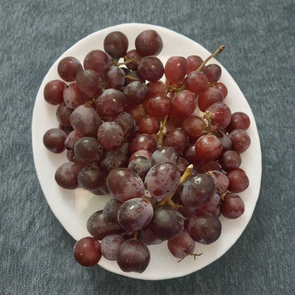 Red Globe Grape Vine | 1 Gallon Live Fruit Plant | Self-Fertile Vitis vinifera | Easy to Grow for Home Garden