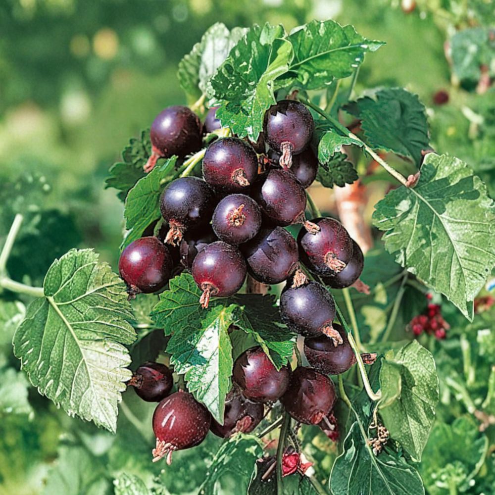 Jostaberry Plant - Rooted Starter - Thornless Edible Shrub - Ribes × nidigrolaria - Gooseberry Currant Hybrid - Zones 3–8