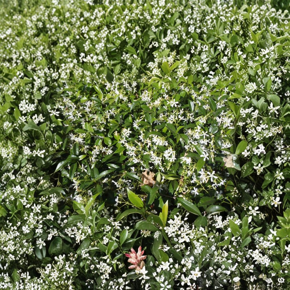 Star Jasmine Cuttings 10 Pack | Fragrant Climbing Vine | Trachelospermum jasminoides | DIY Propagation Plant