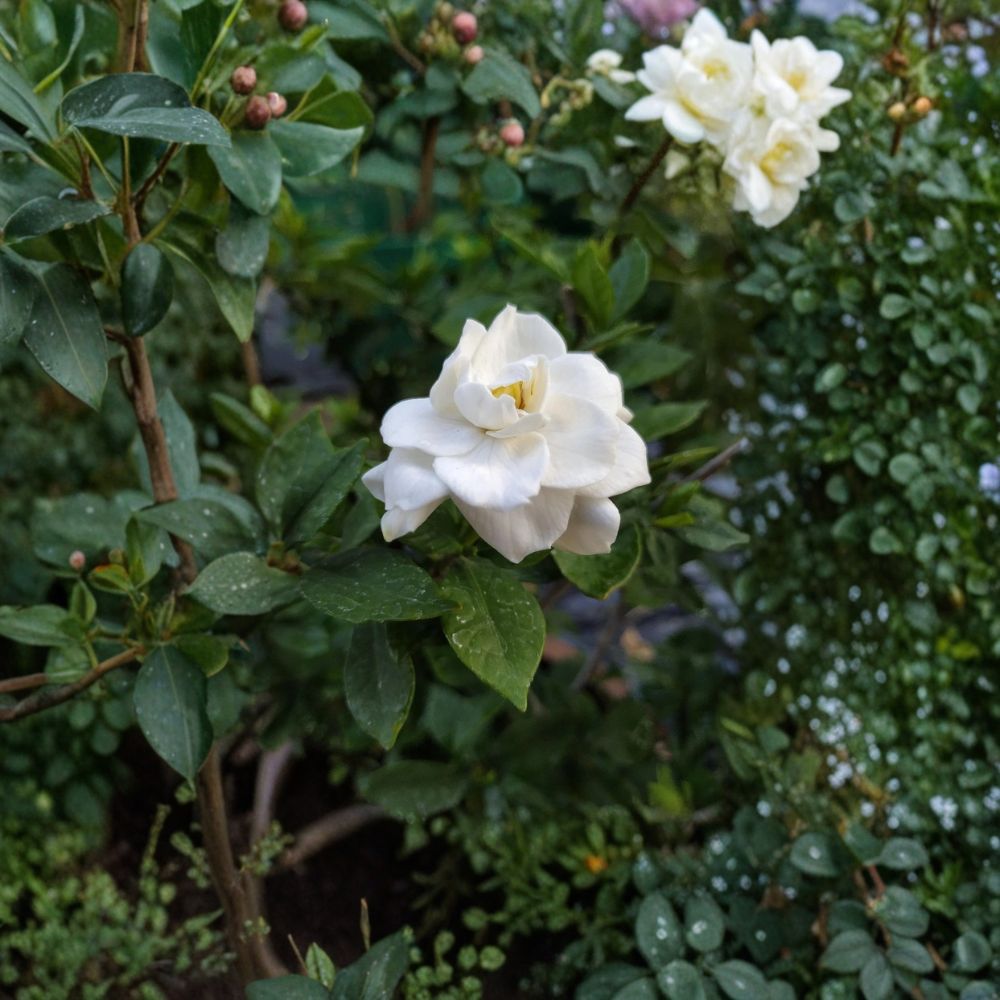 Gardenia Seeds 200+ Pack | Cape Jasmine Fragrant Flower | Heirloom Evergreen Shrub | Gardenia jasminoides