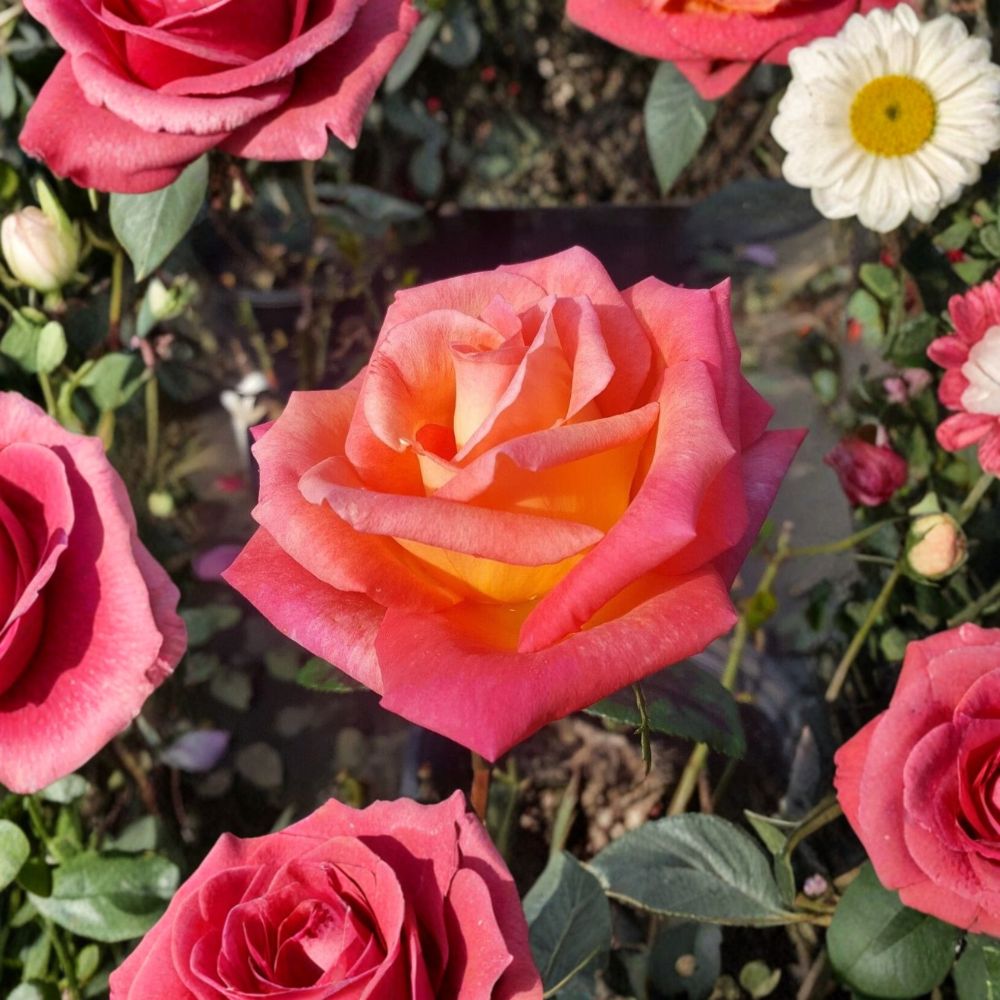 Mikado Hybrid Tea Rose Bush | 2 Gallon | Scarlet & Yellow Blooms | Rosa Hybrid 'Mikado' | Hardy Flowering Plant